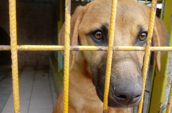 Üsküdar Belediyesi Hayvan Barınağı Ziyareti 